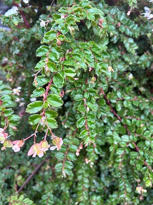 BEGONIA foliosa